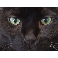 CCKatz (@cckatz10) 's Twitter Profile