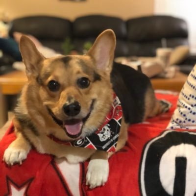 Bowser_TheCorgi's profile picture. ur online emotional support corgi. i believe in u! @br00taldan is my human.