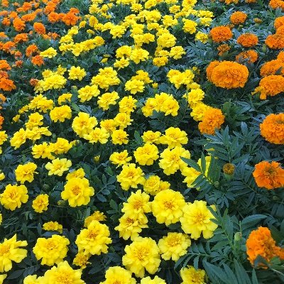 Mxm_Muffin's profile picture. she/her