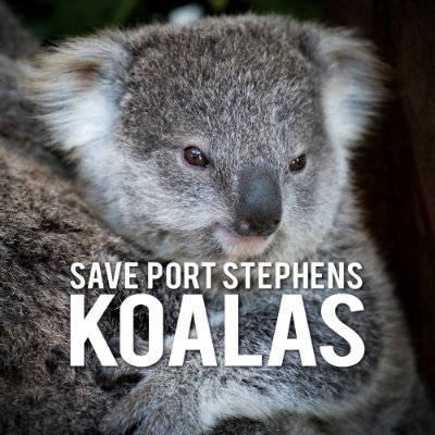 Save Port Stephens Koalas