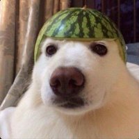 Aidanwatta2118 (@aidanwatta2118) 's Twitter Profile