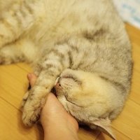 みきねこな (@snowflake_miki) 's Twitter Profile