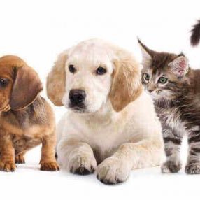 🐕 Dog Beds, Toys, Leads, Collars 🐈 Cat Beds, Collars, Toys 💆♀️ Grooming Products #fluffynscruffy