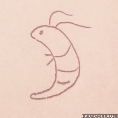こえびさんのプロフィール画像