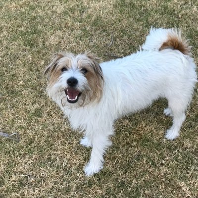 ChestersNat's profile picture. 🐶🐾🍾🐎🏍️🗺️🇦🇺🇬🇧