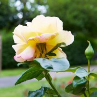 South Cliff Gardens (@hlfscgardens) 's Twitter Profile Photo South Cliff Gardens (@hlfscgardens) 's Twitter Profile Photo