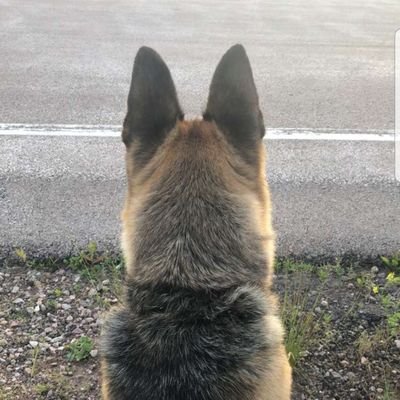 Kaejaymae's profile picture. non-binary who hates pronouns, living
in Washington state, wishing I had chickens. #UglyDogs #Hawkeye #PersonOfInterest #ironman #wildhorses #wolves #gsd