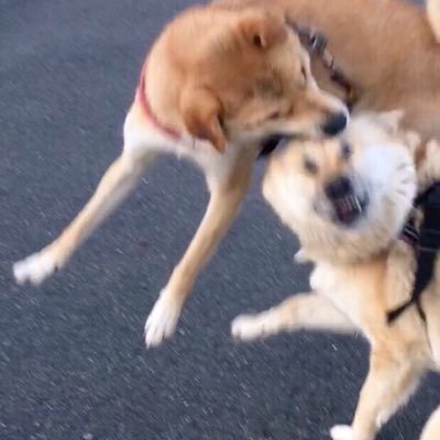 insangmonde's profile picture. 