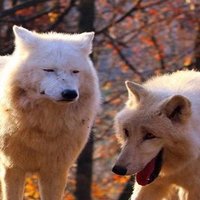 ぶる (@t2xn1) 's Twitter Profile