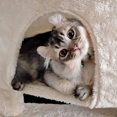 くまどり系フェイスに耳毛アンテナを装備したねこ、かぶちゃんbotになりました。主はいつもねむたいnn。元sotmねねです