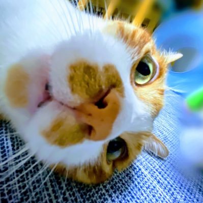 好きなもの→ゾゾゾ👻 クリップストア。琉球あぎじゃび。貧乏中年TV。MTV。デニスの怖いYouTube。怖いけど笑えるのが好き。野良猫から家猫へ。茶白猫🐈ねこのきもち。ねこのいる暮らし。ねこのいる幸せ。