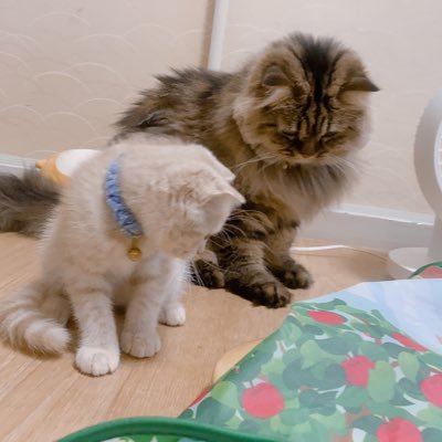 らる あも 透明のボウル届いた ペルシャ猫 チンチラゴールデン スコティッシュ スコティッシュフォールド 猫のいる暮らし 遊び場 らる あも 透明のボウル届いた ペルシャ猫 チンチラゴールデン スコティッシュ スコティッシュフォールド 猫のいる暮らし 遊び場