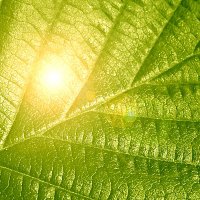 2023 GRC & GRS CO2 Assimilation in Plants (@grcgrs_co2plant) 's Twitter Profile Photo 2023 GRC & GRS CO2 Assimilation in Plants (@grcgrs_co2plant) 's Twitter Profile Photo