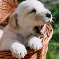 Dogs_lover🐶🐾(@dogs_lover_3) 's Twitter Profile Photo