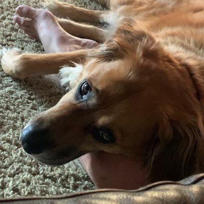 Conner13572's profile picture. Conner | VSHS ‘21 | love pups and memes