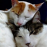 歌手♡港アケミ (@genki81big1) 's Twitter Profile