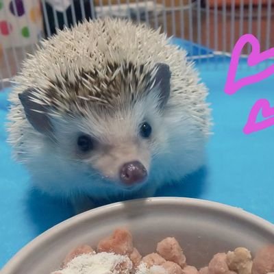 ララ ハリネズミってモグラに近いっていうけど じゃあハリモグラって名前にしたらいいじゃんって思うけどすでにいるんだよね ハリモグラ カモノハシの仲間だったかな 記憶曖昧 違うかも ハリモグラ 可愛いね 泳げるなんてさすがに知らなかった