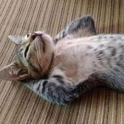 apdltiv's profile picture. 