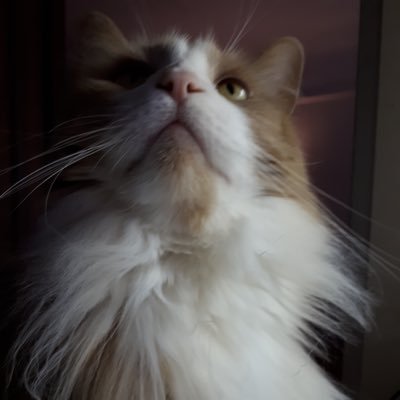 ZMordant's profile picture. This is why we can’t have nice things.