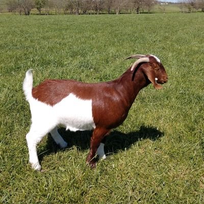 Goat Lady