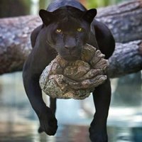 الراشدي (@usb4obj2wkygifv) 's Twitter Profile