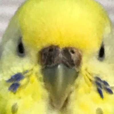 のじさんのプロフィール画像