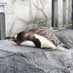@onypenguin