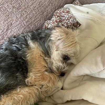 doggie_daisy's profile picture. Hai! My name is Daisy! I am @Lovelykoala1 's puppy! I post cute pictures of me on here! Hope we can be friends! 😊🐶