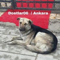 Dostlar06 /Streetdogs friends(@Dostlar061) 's Twitter Profile Photo