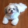 Bogey811's profile picture. 🇺🇸RescueDog 🇺🇸RuleOfLaw 🇺🇸Former U.S. District Court Grand Jury court reporter🇺🇸IFB🇺🇸