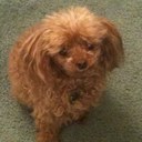 Angela Elmer McBride - @angel84029 - Twitter