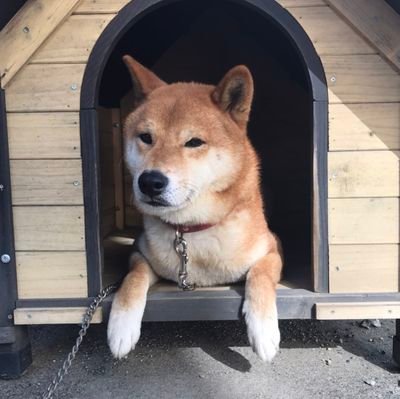 しきさんのプロフィール画像