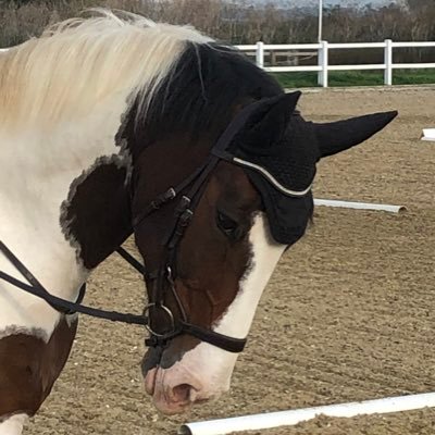 Owner of two patchy ponies, one young, one retired. Rubbish at outdoor things. Likes old vehicles and history.