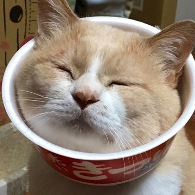 Kira_Takarai's profile picture. 結石症体質 糖尿病にゃんこ（チビ MIX♂15歳）飼い。ワ民 。 猫、車、バス釣り、オーディオ、音楽、テニス、アニメ好き。 ❤︎は、メモ代わり。広告系アカは即ブロ。あしからず。