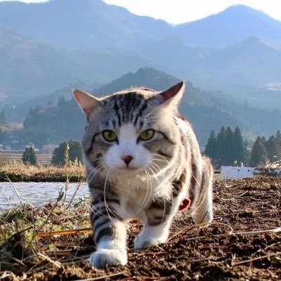 Trader__Cris's profile picture. personal trader, finance , accounting , I lost my other tweet account password，and the account I registered in2009😂