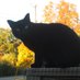 Black Cat (@minrberts) Twitter profile photo Black Cat (@minrberts) Twitter profile photo