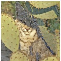 AZ Tucson Bobcat (@aztucsonbobcat) 's Twitter Profile Photo AZ Tucson Bobcat (@aztucsonbobcat) 's Twitter Profile Photo