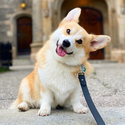knucklesthecorg's profile picture. Silly Canadian Loaf adventuring through life 🇨🇦 🍞 
| All tweets are my own |
Insta: @knucklesthecorgi 📸