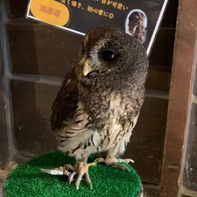 DOUTEI_TEIO's profile picture. 