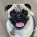 Liam The Wonder Pug Spouts Threads (@LiamWonderPug) Twitter profile photo