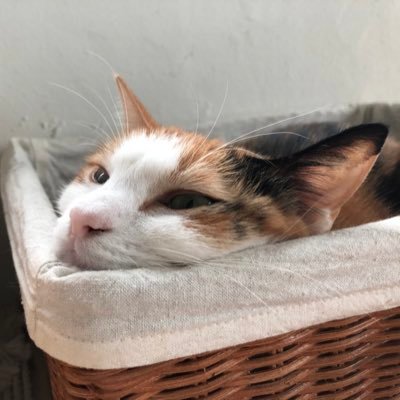 hopeyoko's profile picture. 세상이 넘나 엉망진창이다. 진흙탕 속에 데굴데굴 하는 느낌이야. 진흙에서 피는 연꽃이라는 말 따위... 세상이 조금만 숨 쉴만 하면.. 그래서 당신과 내가 조잘조잘 잠시라도 할 수 있다면... 이렇게 사는게 비루하진 않을거야. 한낱친구- :)