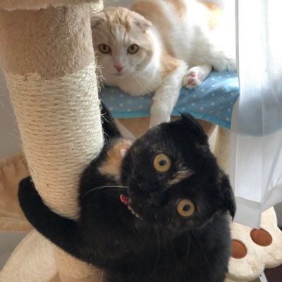 ImgGTkCkRJHQwIi's profile picture. スコティッシュフォールド   チロル 2015.10.14 ♂ まるこ 2019.12.06 ♀ 北海道札幌市在住