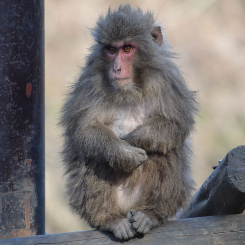 shape_japan's profile picture. SHAPE-Japan公式twitterアカウントです。