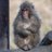 shape_japan's profile image
