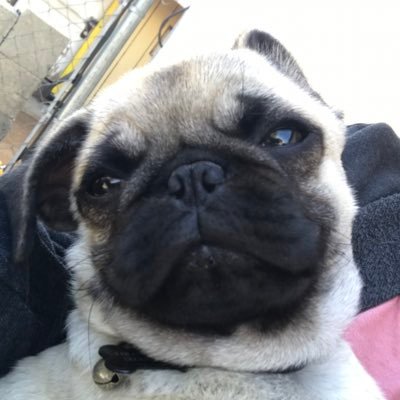 radmoan's profile picture. Antifascist