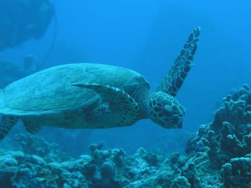 だんだん、ダイビング等の海垢→らっこ垢になりつつあるような…？