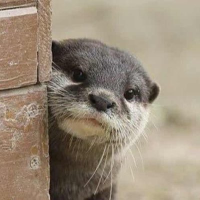 むつみそらさんのプロフィール画像