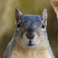 JetSquirrel_'s profile picture. nyoom | best jet pylut in da forist