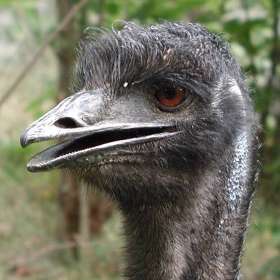 emu