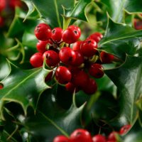 Celyn (@mchamadryad) 's Twitter Profile